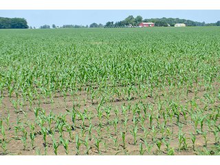 Property photo 131 - LAND AUCTION - 700+/- ACRES OFFERED IN 16 TRACTS IN ALLEN COUNTY, INDIANA